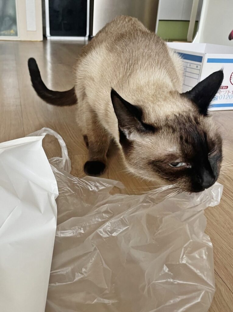 고양이 콩
