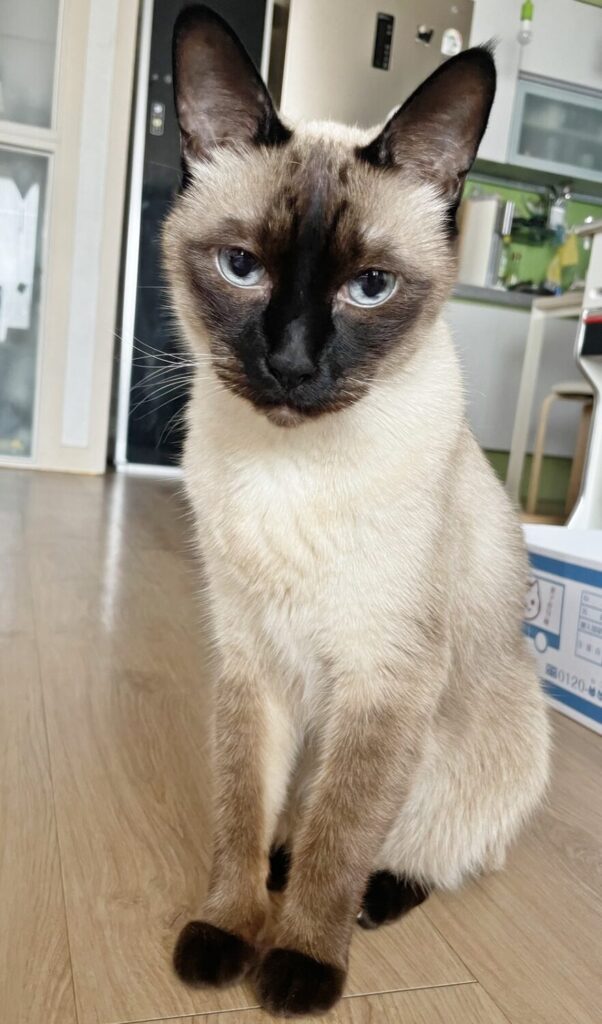고양이 콩