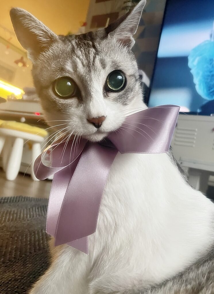 고양이 네이